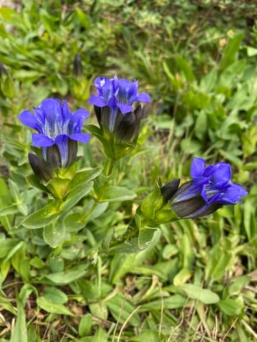 Parry's Gentian