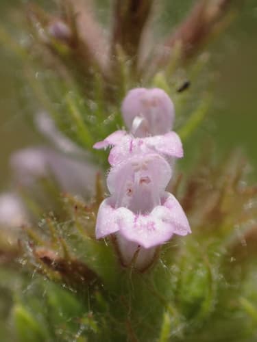 Chinese Clinopodium