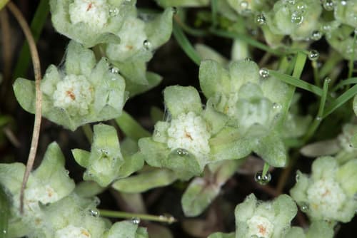 Low Woolly Marbles Bonsai