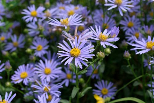 Italian Aster