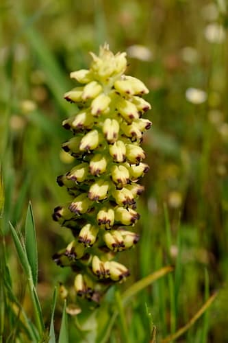 Weedy Monkshood Bonsai
