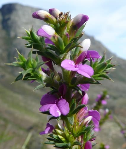 Prickly Purplegorse
