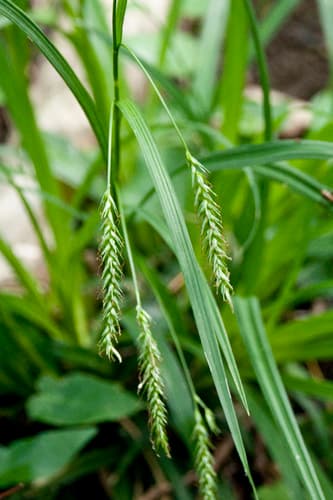 European Woodland Sedge
