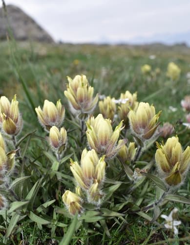 Western Paintbrush