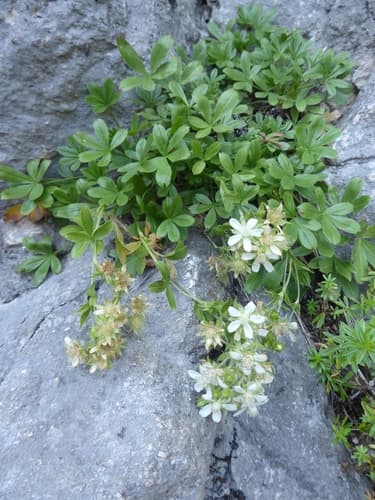Alpine calcareous potentilla