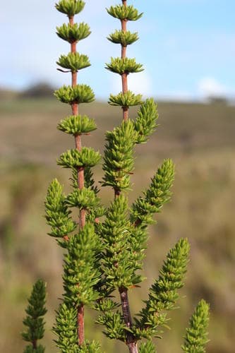 Tall Flowerseed Bonsai