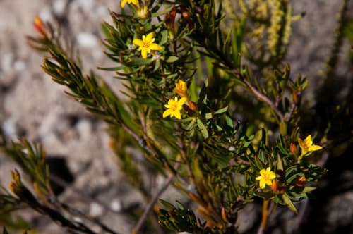 Yellow Capesaffron Bonsai