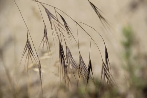 Barren Brome