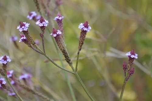 Brazilian Vervain