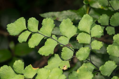 Chilean Maidenhair Fern