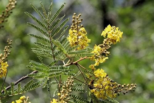 Weeping Wattle Bonsai