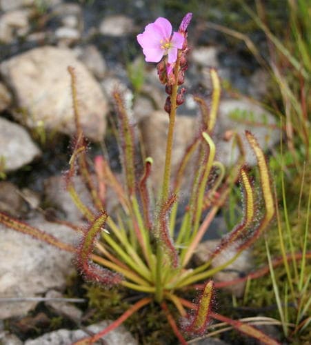 Cape Sundew Bonsai