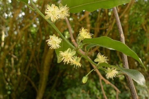 New Zealand Passionflower Bonsai