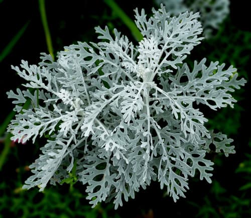 Dusty miller