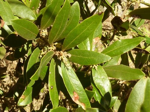 Mountain Guarri Bonsai