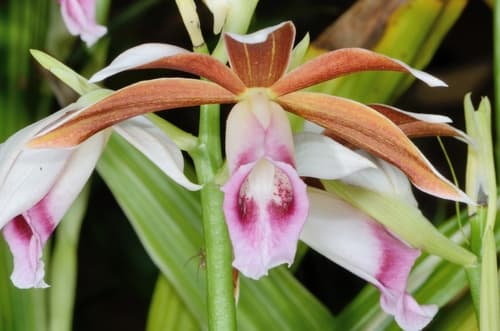 Chinese Ground Orchid