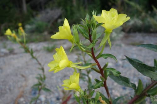 northern evening-primrose