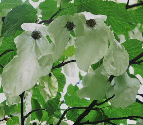 Dove tree
