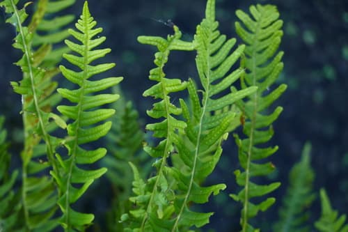 Intermediate Polypody Fern