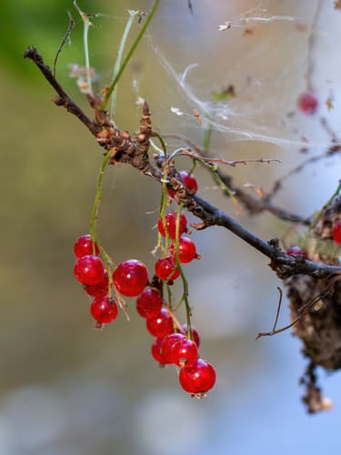Downy Currant Bonsai