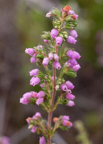 Hairyflower Heath