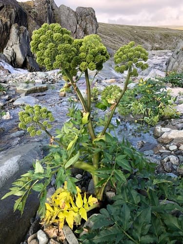 Angelica decurrens Bonsai