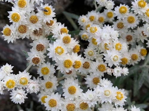 Mount Yushan Pearly Everlasting