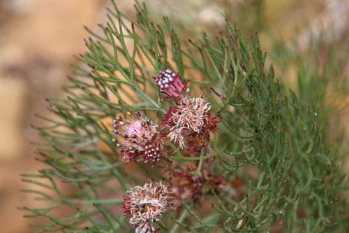 Common Pin Spiderhead