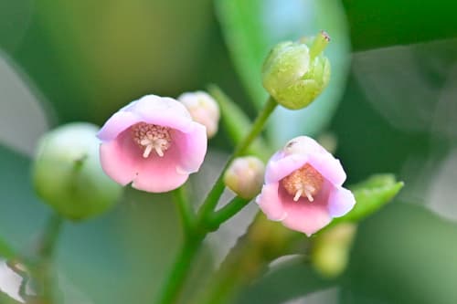 Oldham's Saurauia Bonsai