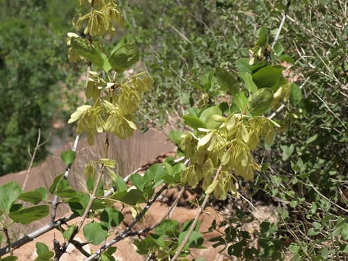 Single-leaf Ash Bonsai