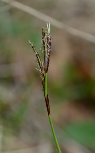 Fingered Sedge