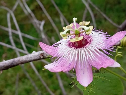 Scarletfruit Passionflower