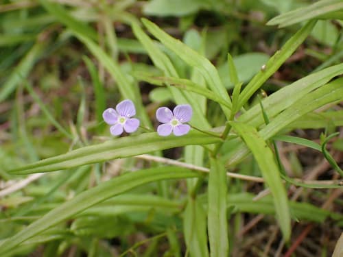 Marsh Speedwell