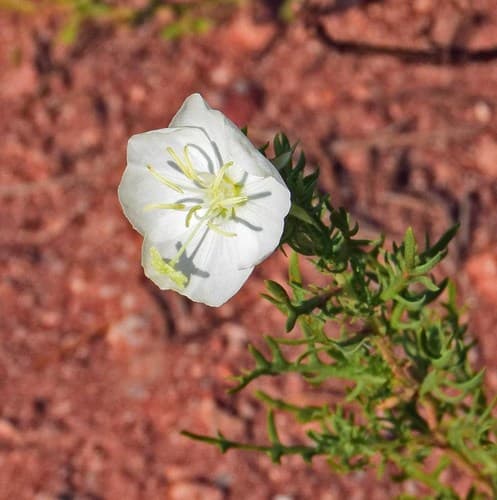 Crownleaf Evening Primrose Bonsai