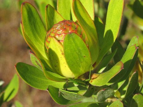Golden Conebush (Natural Plant)