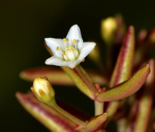 Fine Stonecrop Bonsai