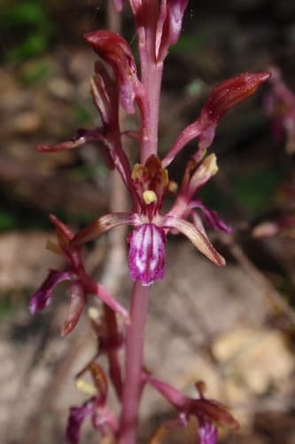 Pacific coralroot