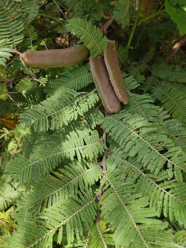 Fern-leaf Acacia