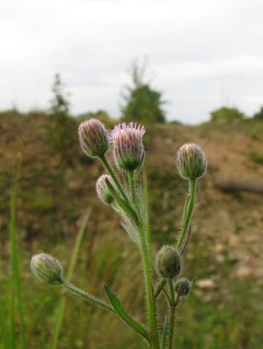 Bitter Fleabane Bonsai
