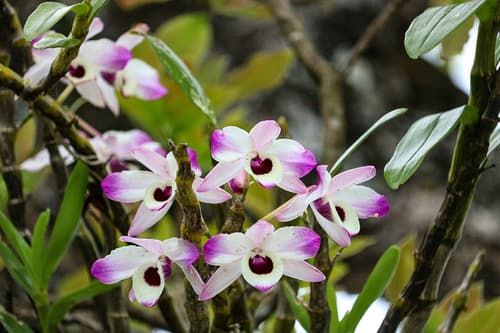 Noble Dendrobium