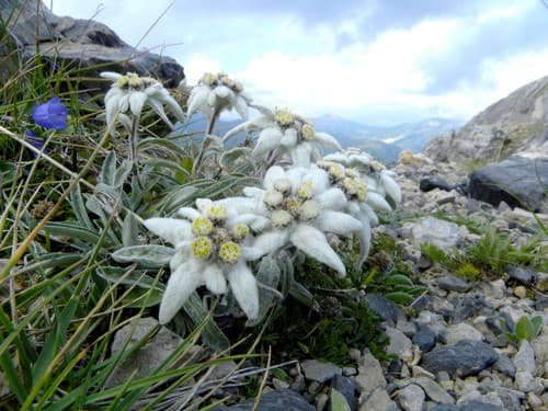 Edelweiss