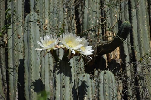 Sacred Column Cactus