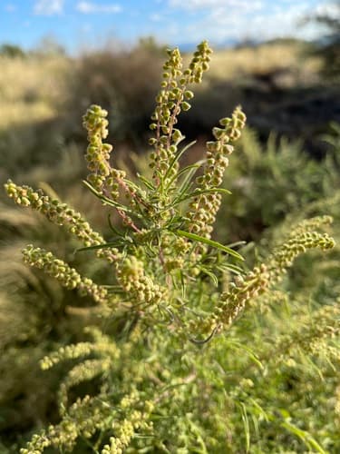 Slimleaf Bursage Bonsai