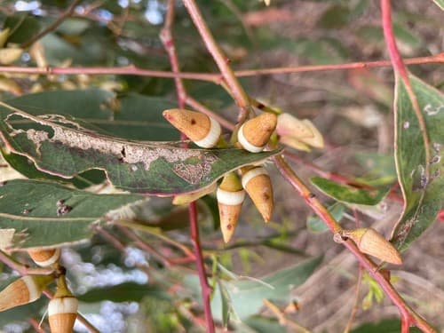 Forest red gum