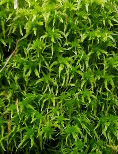 Fringed Bogmoss Miniature Landscape