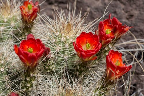 Scarlet Hedgehog Cactus