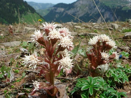 Alpine Butterbur