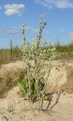 Field Fluffweed Plant