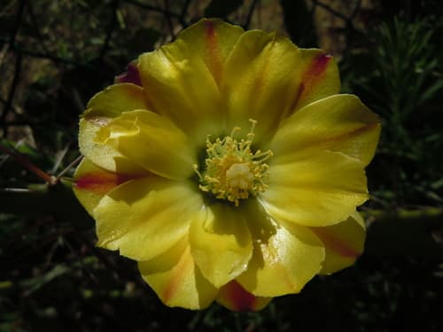 Drooping Pricklypear