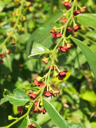 Star Gooseberry Bonsai